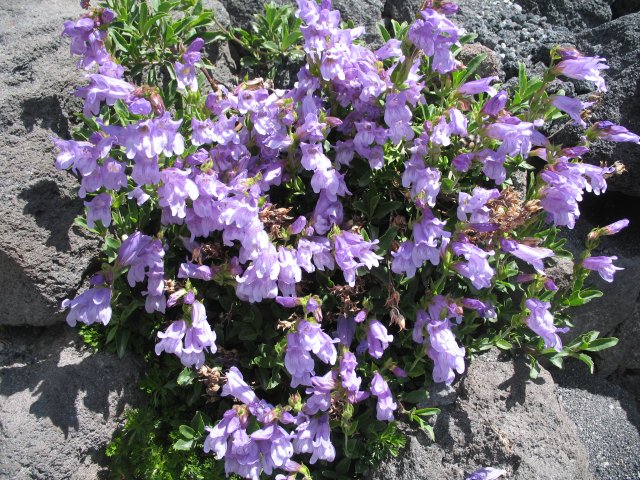 8.10.06 Mt. St. Helens 195 